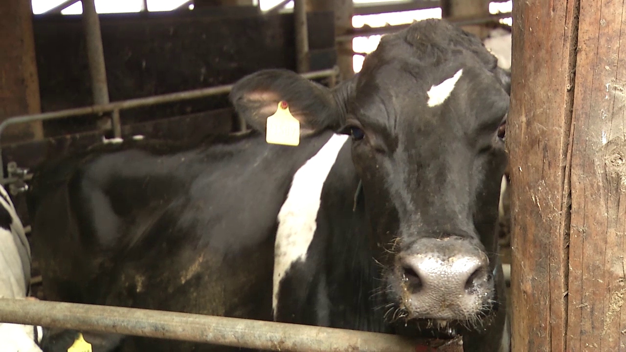 MEgional mit dem Hoffest in Rübenau MEgional mit dem Hoffest in Rübenau