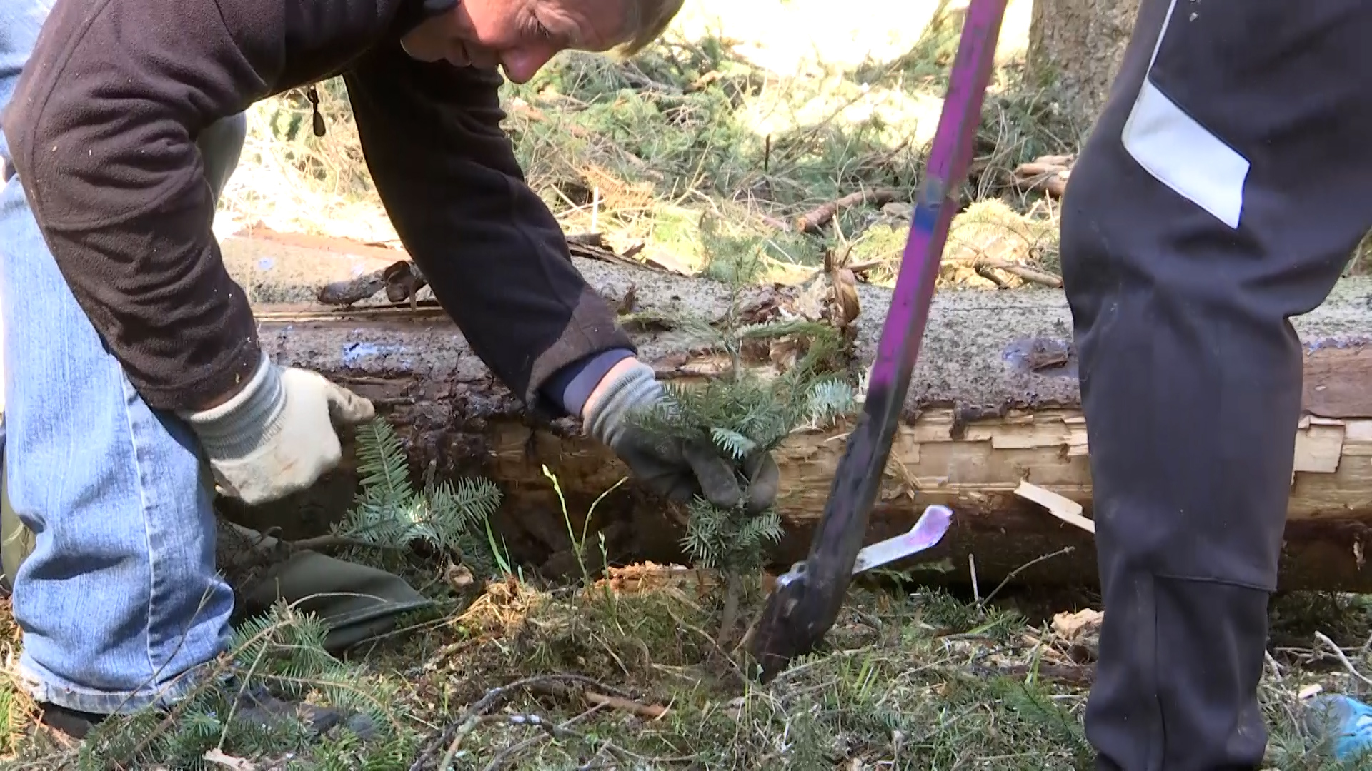 MEgional am 25. April 2022 - mit einem Waldsubbotnik in Großolbersdorf